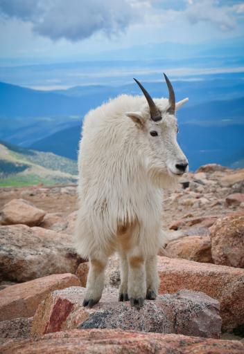 chevre des montagnes